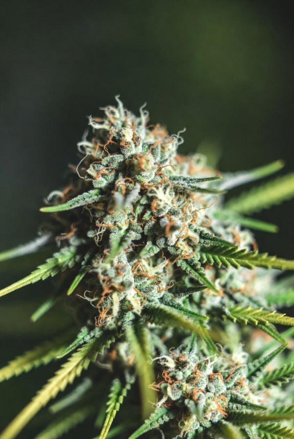 Hypernova Haze (Feminized)