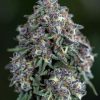 Lunar Lavender (Feminized)