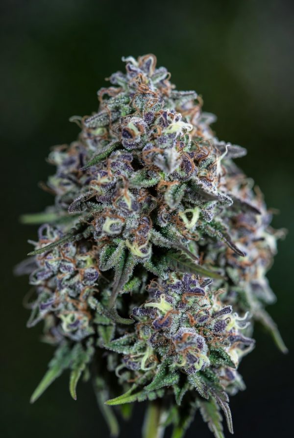 Lunar Lavender (Feminized)