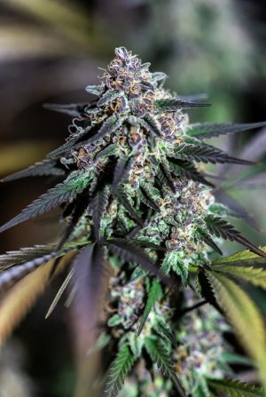 Lunar Lavender (Feminized)