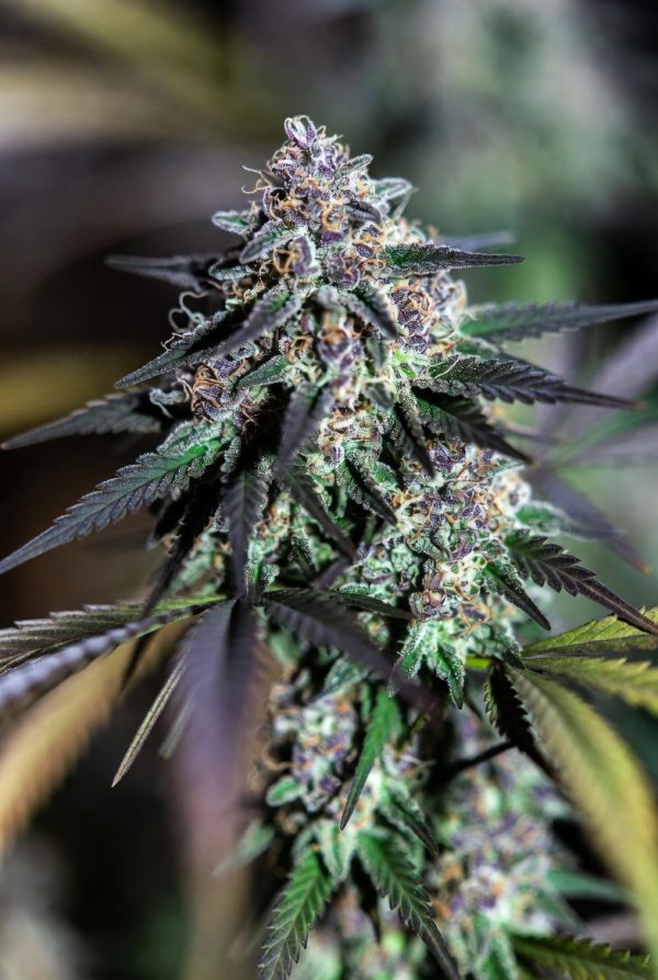 Lunar Lavender (Feminized)