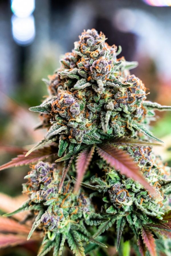 Oceanic OG (Feminized)