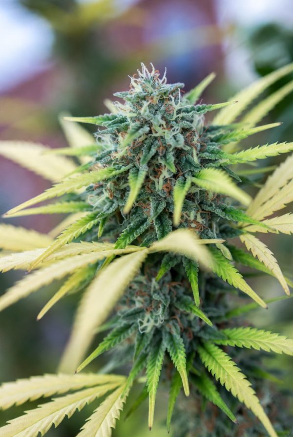 Forbidden FRUITE (Feminized)