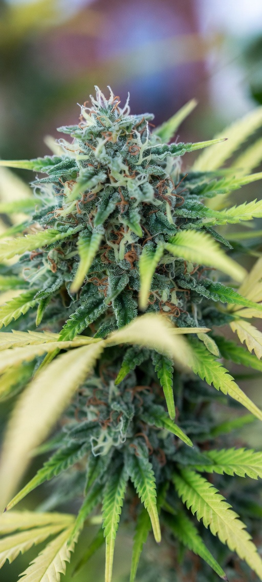 Forbidden FRUITE (Feminized)