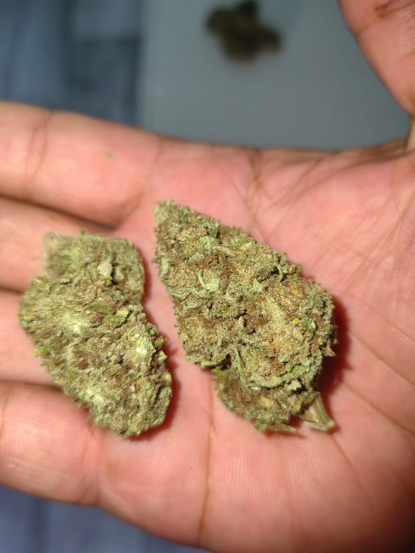 Kryptonite Kush (Feminized)