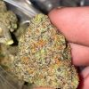 Fruit Punch (FEMINIZED)