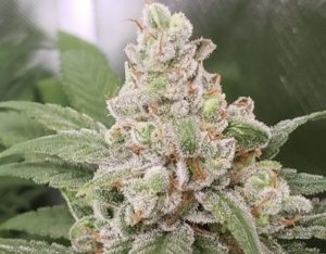 SUSTANON (FEMINIZED)