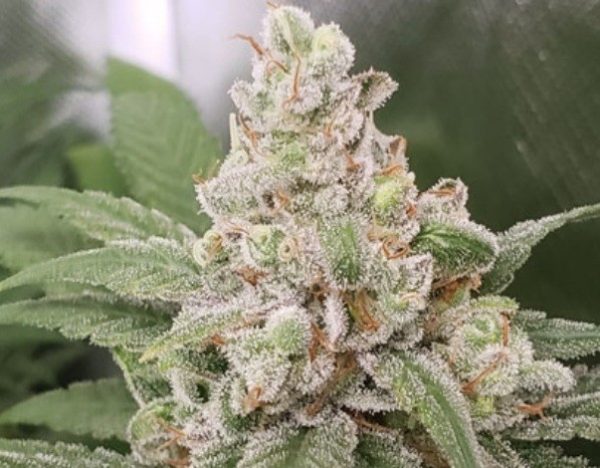 SUSTANON (FEMINIZED)