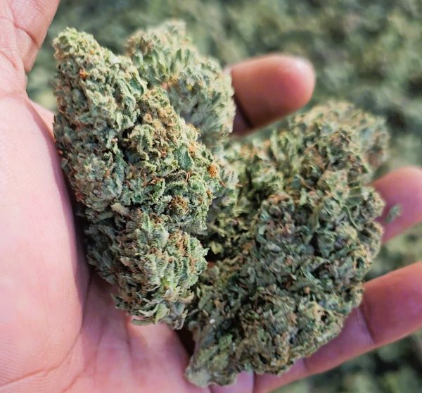 Quantum Kush (Feminized)