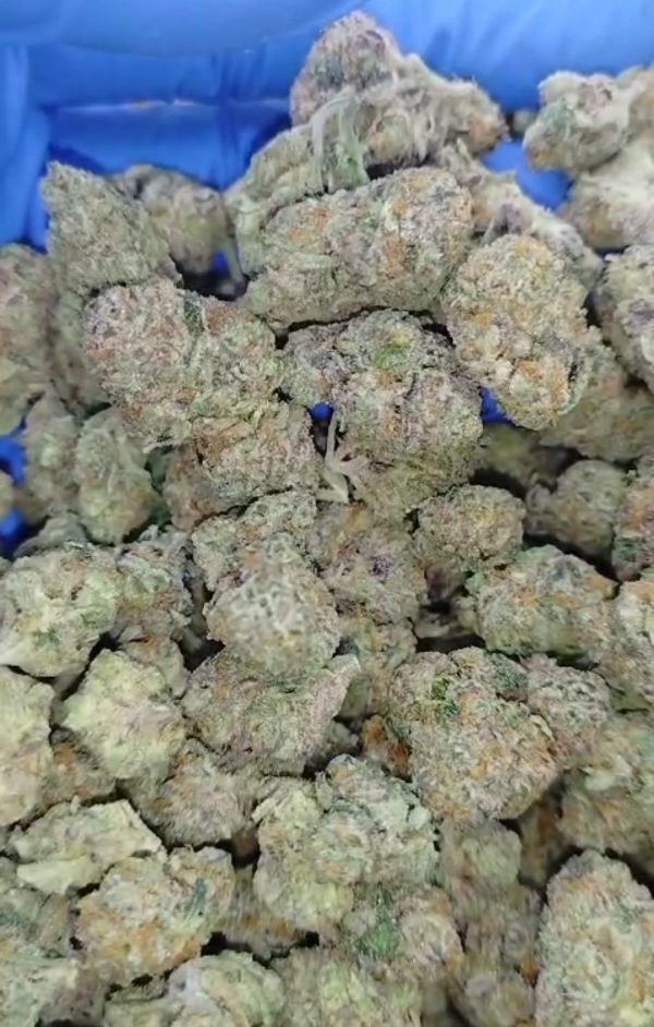 Drakensburg Diesel (FEMINIZED)