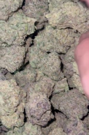 Drakensburg Diesel (FEMINIZED)