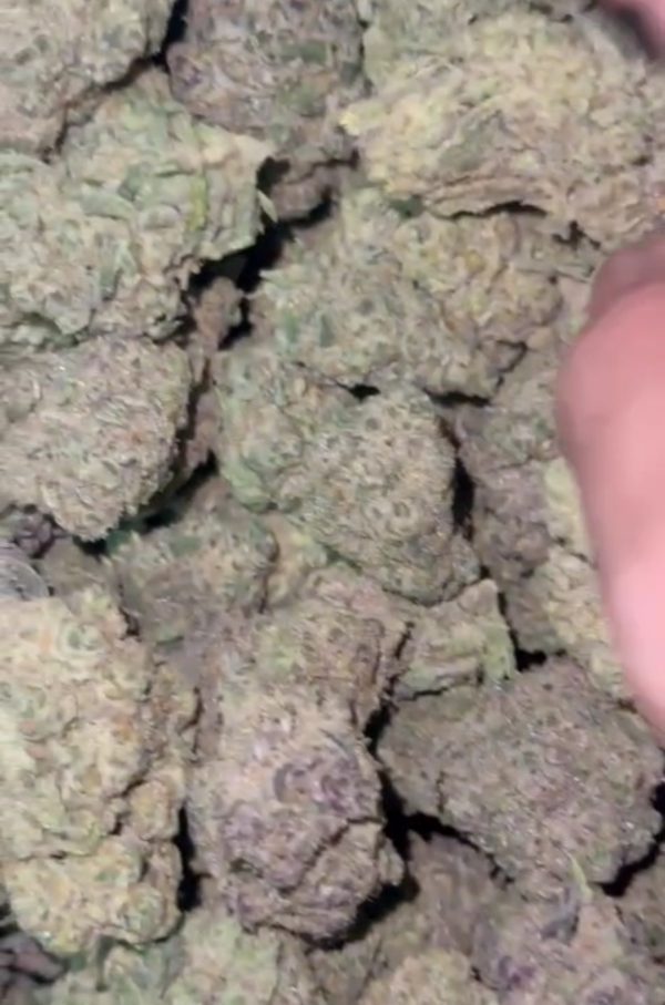 Drakensburg Diesel (FEMINIZED)