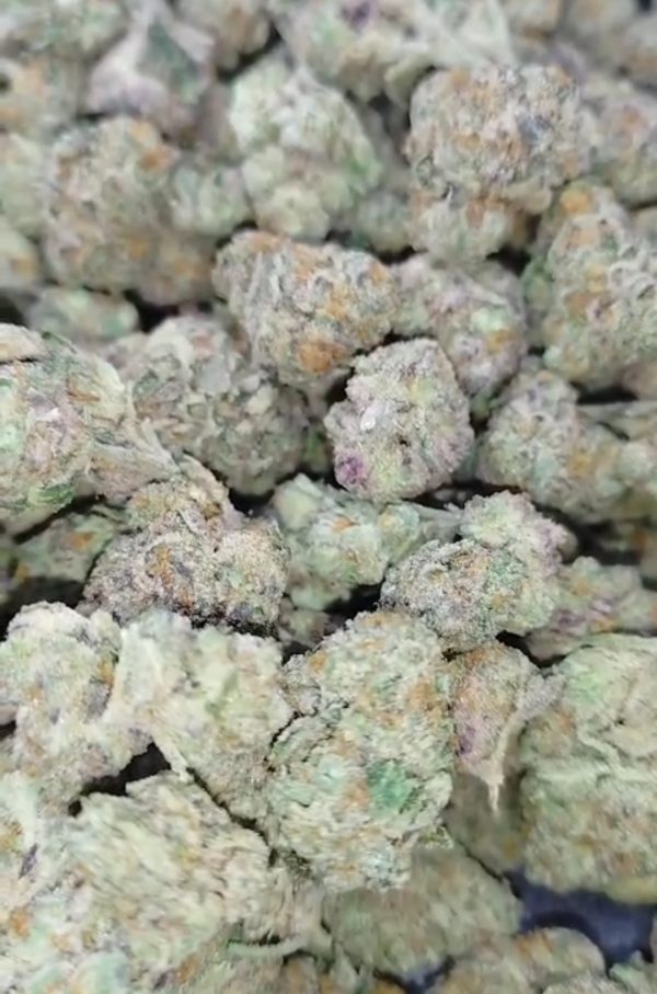 Drakensburg Diesel (FEMINIZED)