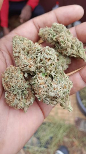 KO GENETICS Skunk (FEMINIZED)