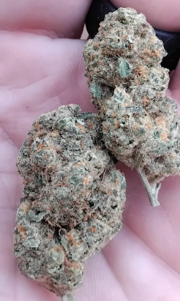 Jelly haze (Feminized)