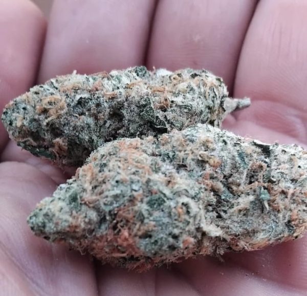 Jelly haze (Feminized)