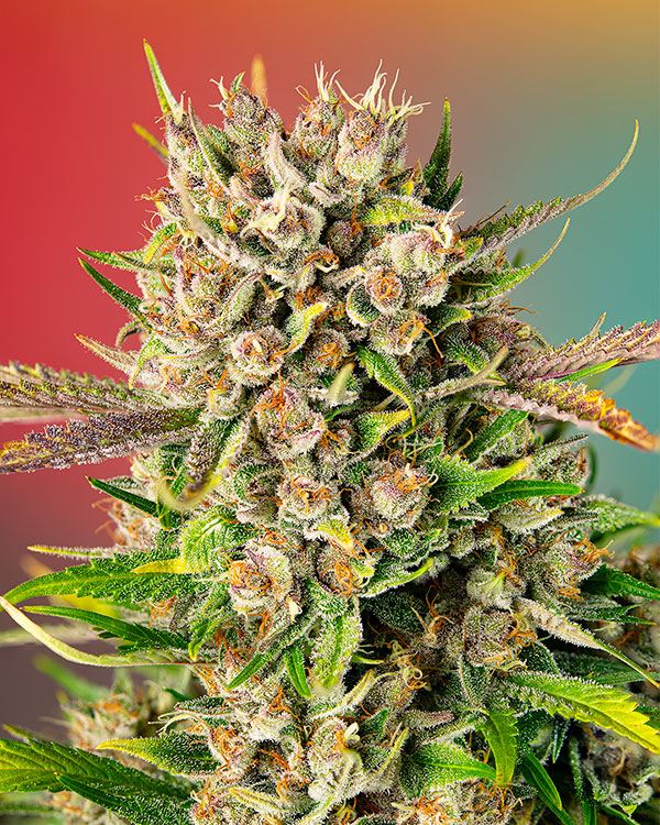 Blue Bubble Haze (FEMINIZED)